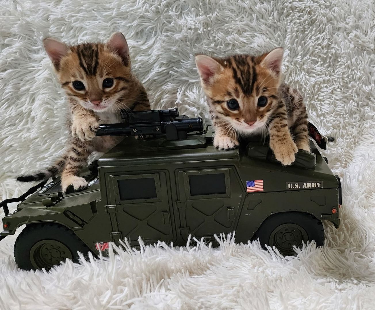 Wunderschöne Bengal-Kätzchen suchen ein Zuhause