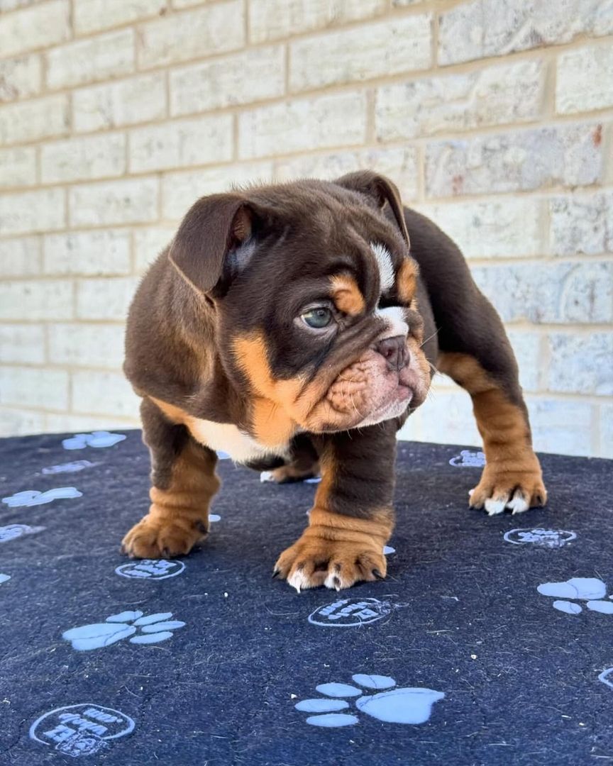 Wunderschöne Englische Bulldoggen-Welpen suchen ein liebevolles neues Zuhause 🐾