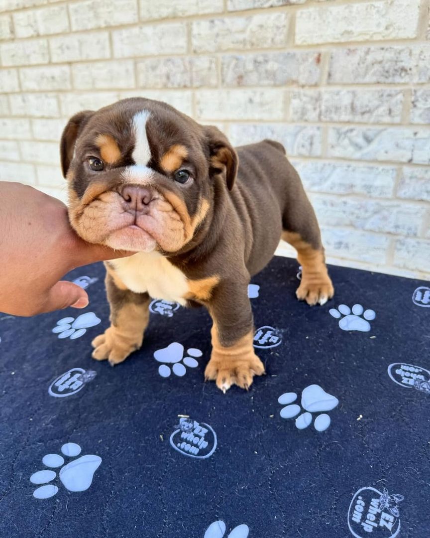 Wunderschöne Englische Bulldoggen-Welpen suchen ein liebevolles neues Zuhause 🐾