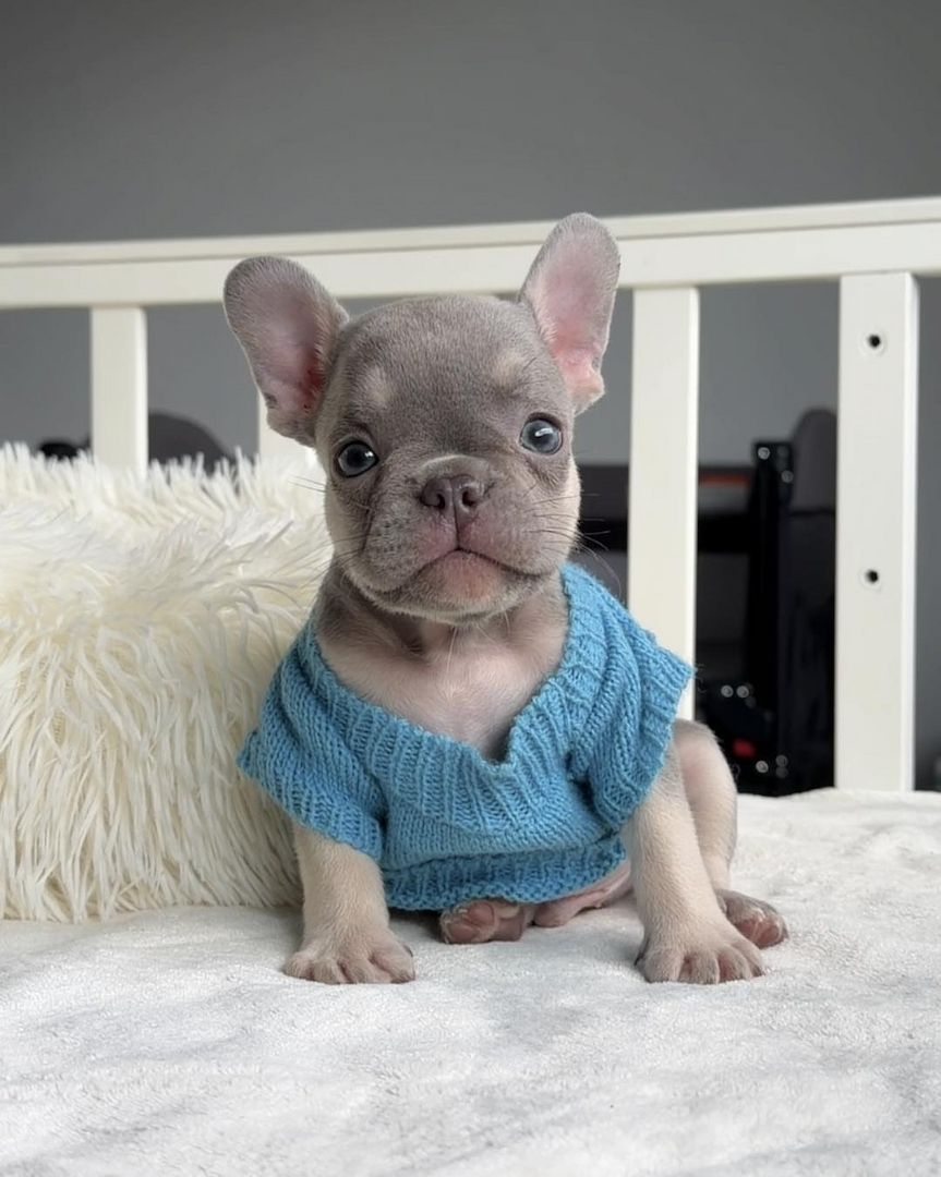Wunderschöne Französische Bulldoggen-Welpen suchen ein liebevolles neues Zuhause