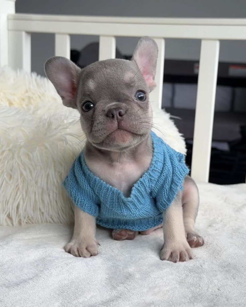 Wunderschöne Französische Bulldoggen-Welpen suchen ein liebevolles neues Zuhause