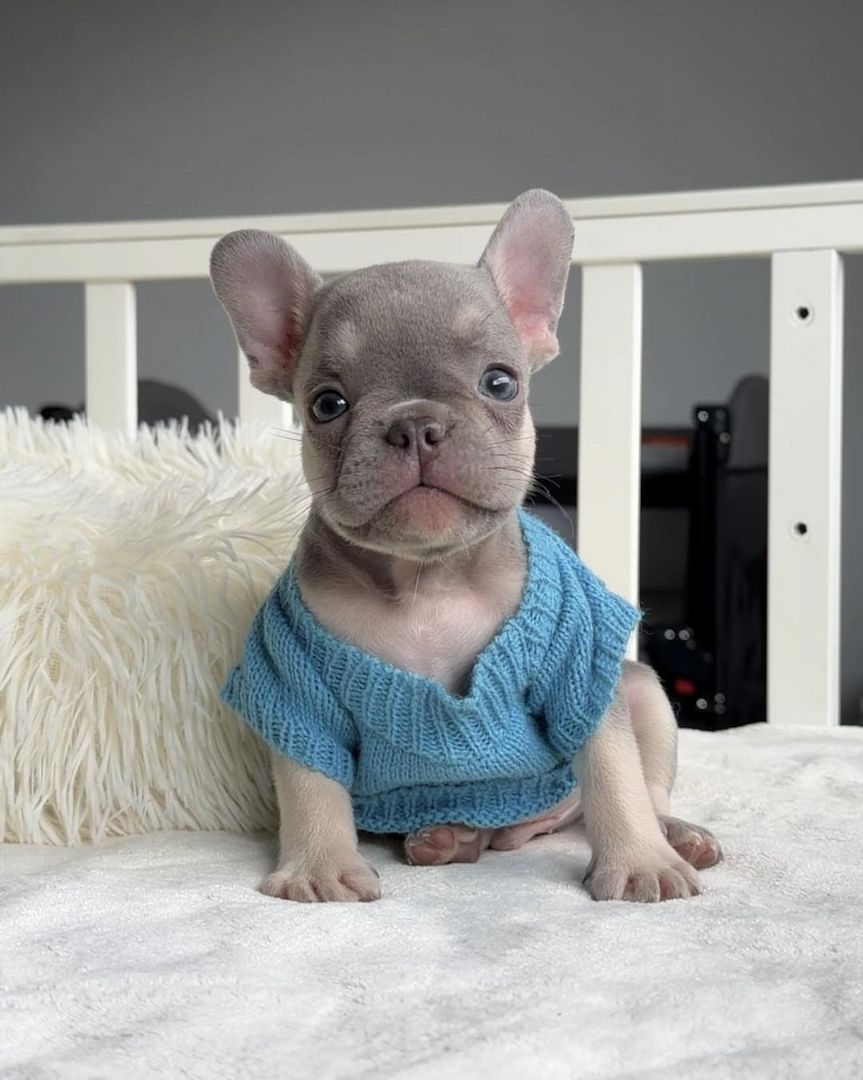 Wunderschöne Französische Bulldoggen-Welpen suchen ein liebevolles neues Zuhause