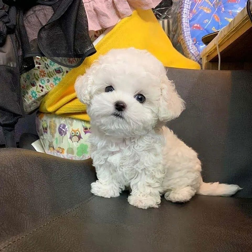 Wunderschöne Bichon-Frisé-Welpen suchen ein liebevolles neues Zuhause