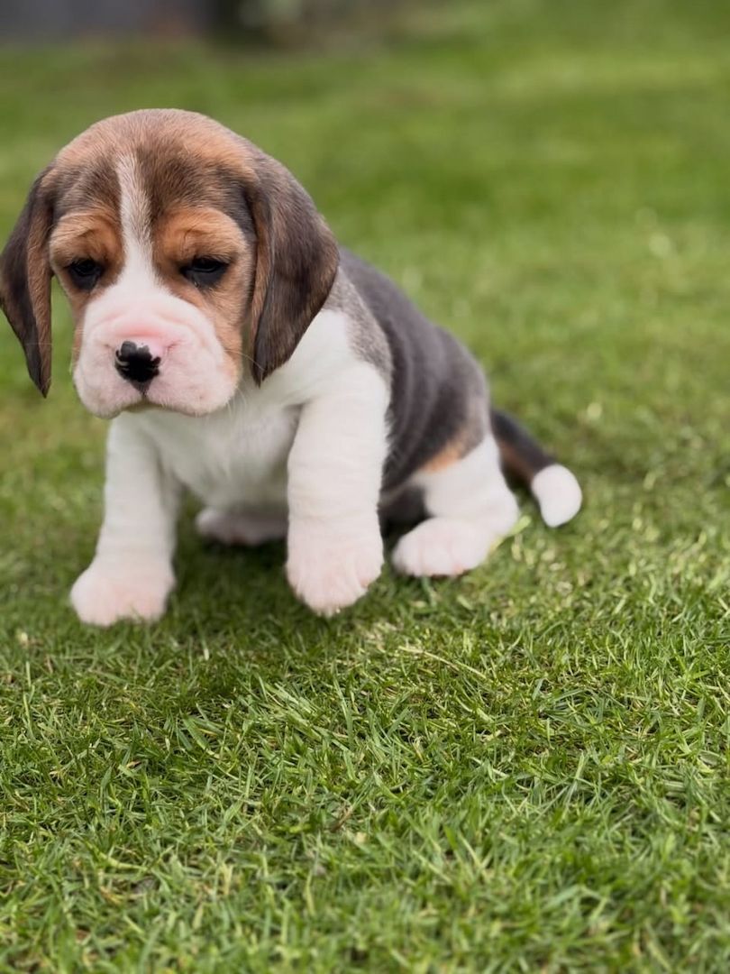Wunderschöne Beagle-Welpen suchen ein liebevolles neues Zuhause