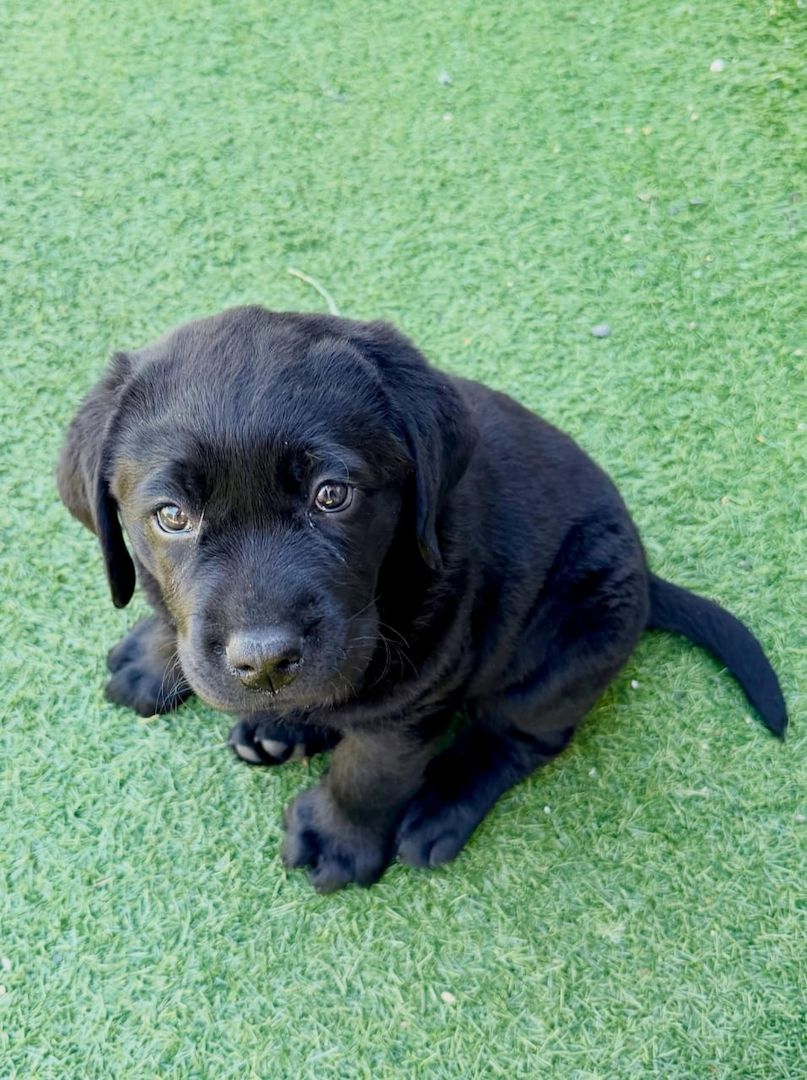 Wunderschöne Labrador-Retriever-Welpen suchen ein liebevolles neues Zuhause