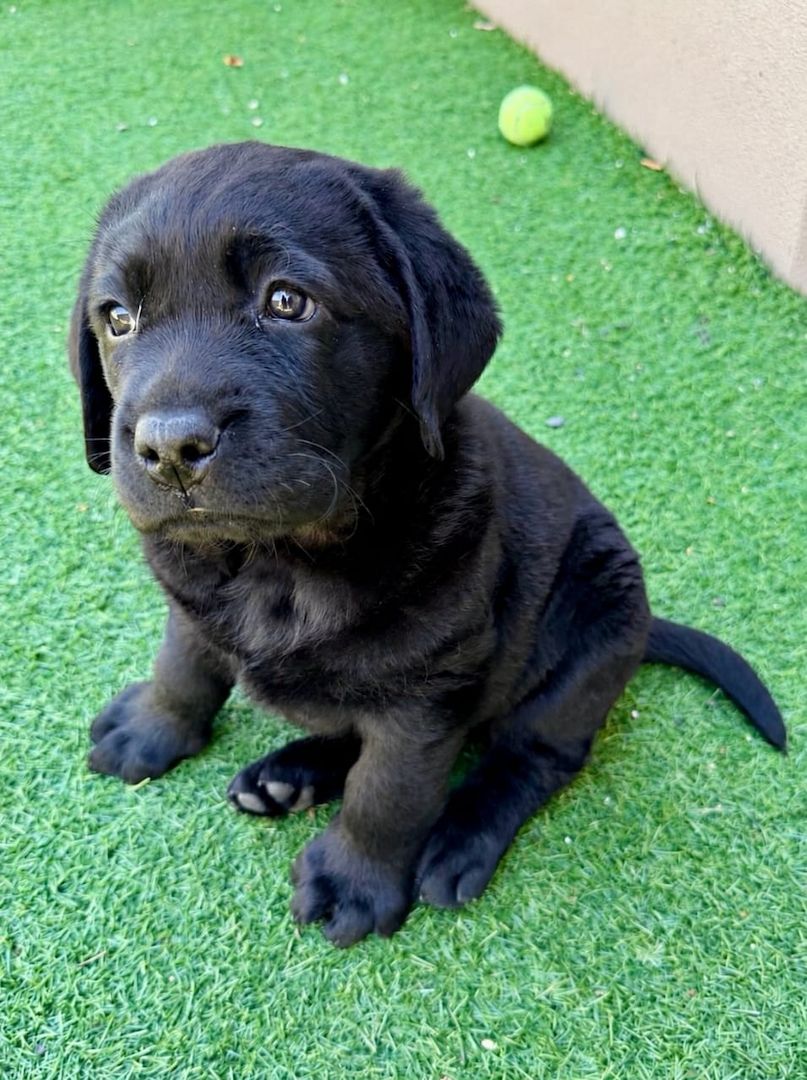 Wunderschöne Labrador-Retriever-Welpen suchen ein liebevolles neues Zuhause