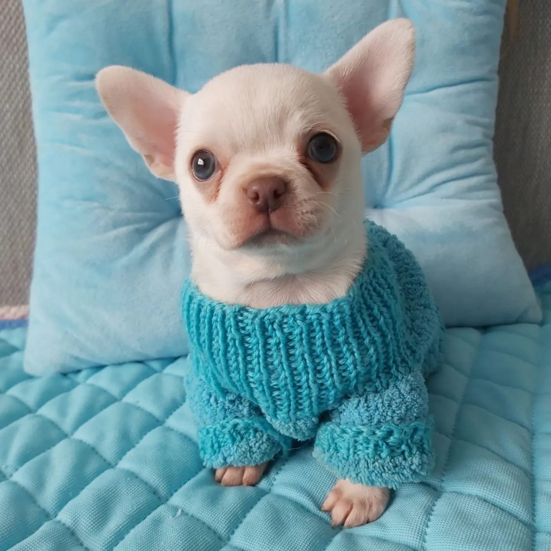 Wunderschöne Chihuahua-Welpen suchen ein liebevolles neues Zuhause