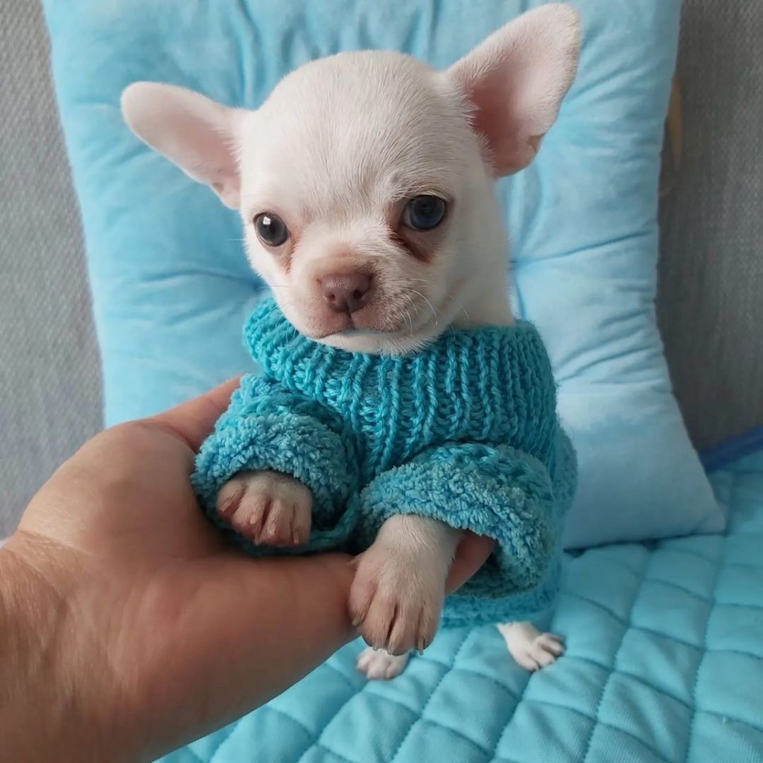 Wunderschöne Chihuahua-Welpen suchen ein liebevolles neues Zuhause