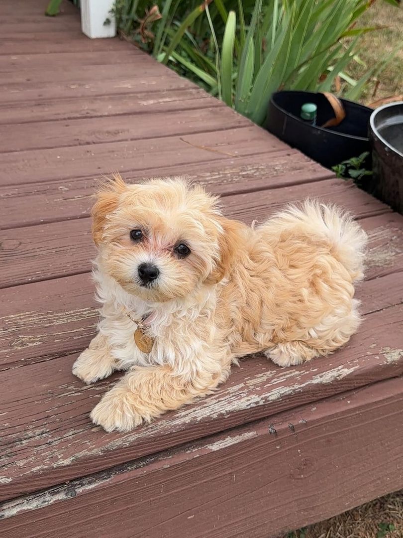 Wunderschöne Maltipoo-Welpen suchen ein liebevolles neues Zuhause