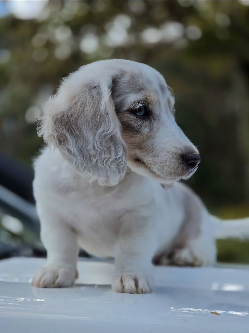 Wunderschöne Dackelwelpen suchen ein liebevolles neues Zuhause