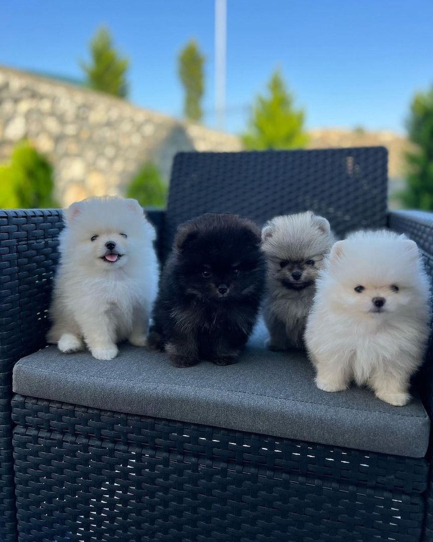 🐾 Pomeranian-Welpen suchen ein Zuhause 🐾