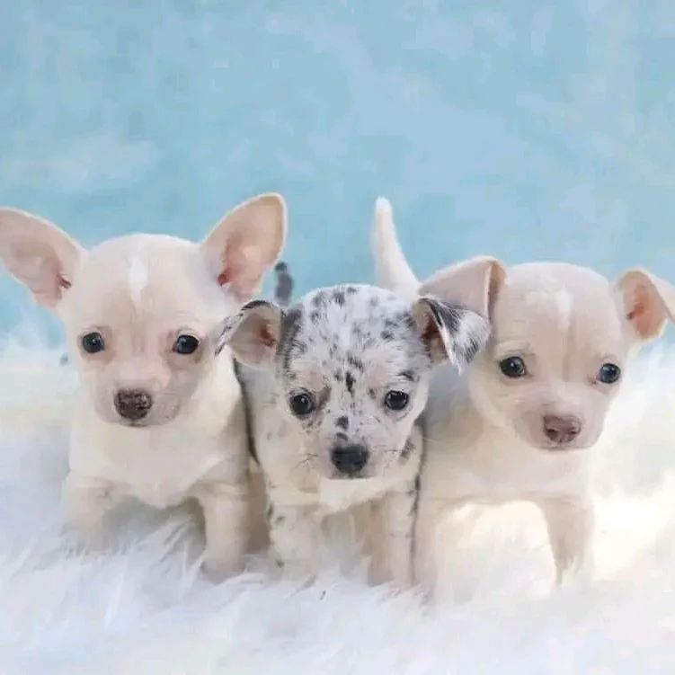 🐾 Chihuahua-Welpen suchen ein Zuhause 🐾