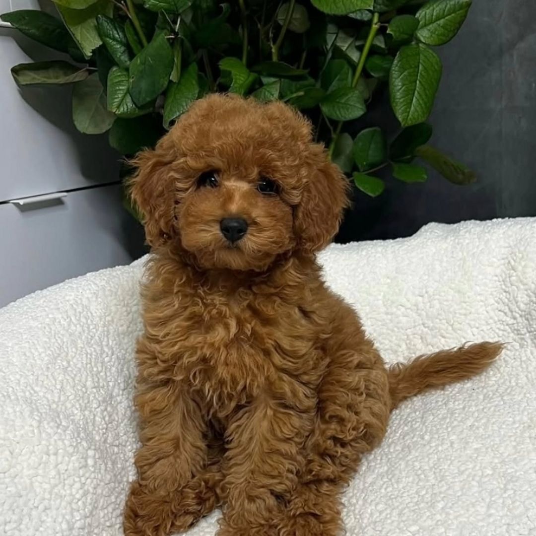 Wunderschöne Goldendoodle-Welpen suchen ein liebevolles neues Zuhause