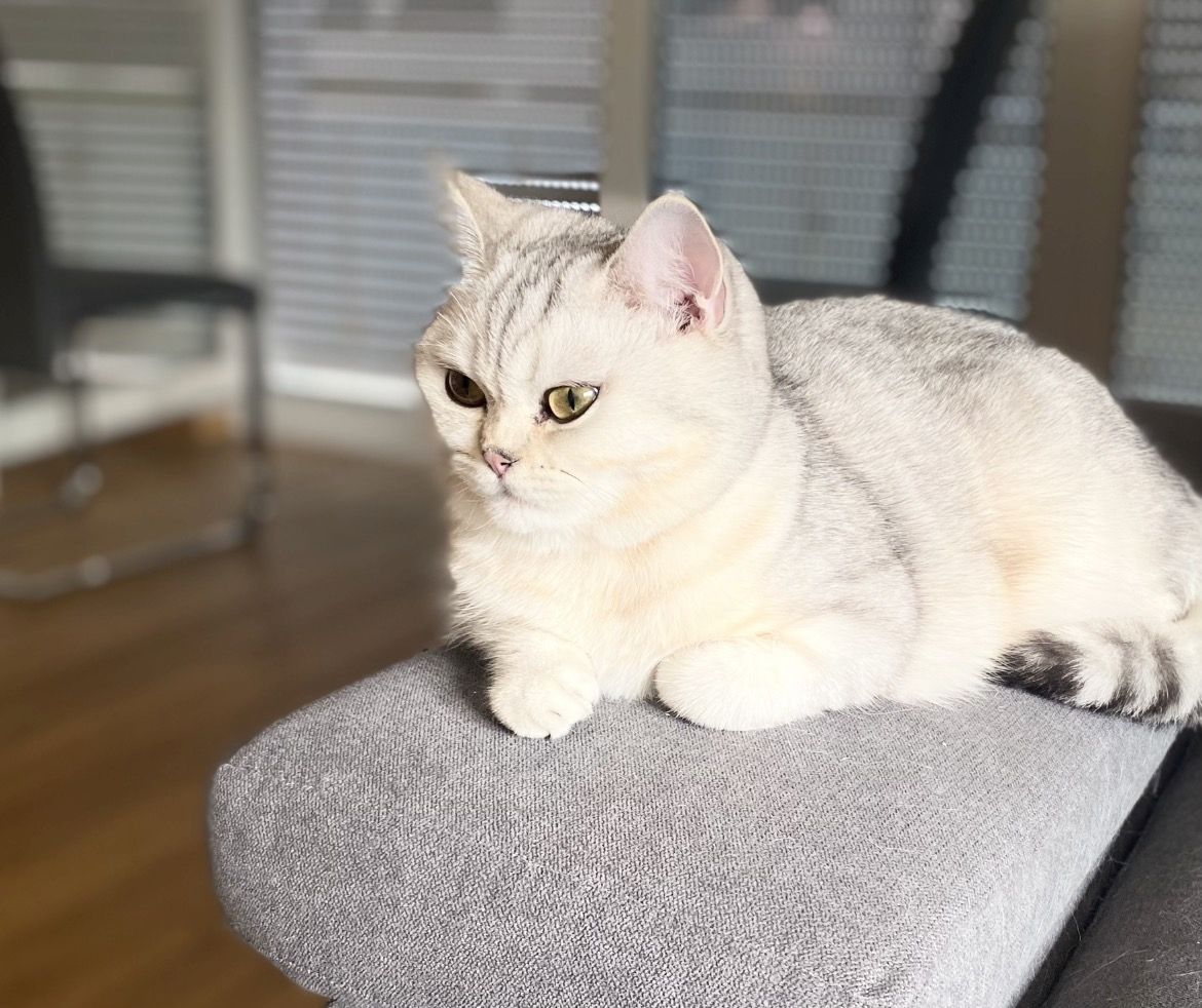 BKH Katze Luna ❤️ weiblich 2 Jahre 6 Monate