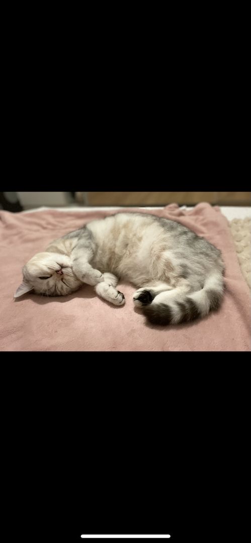 BKH Katze Luna ❤️ weiblich 2 Jahre 6 Monate