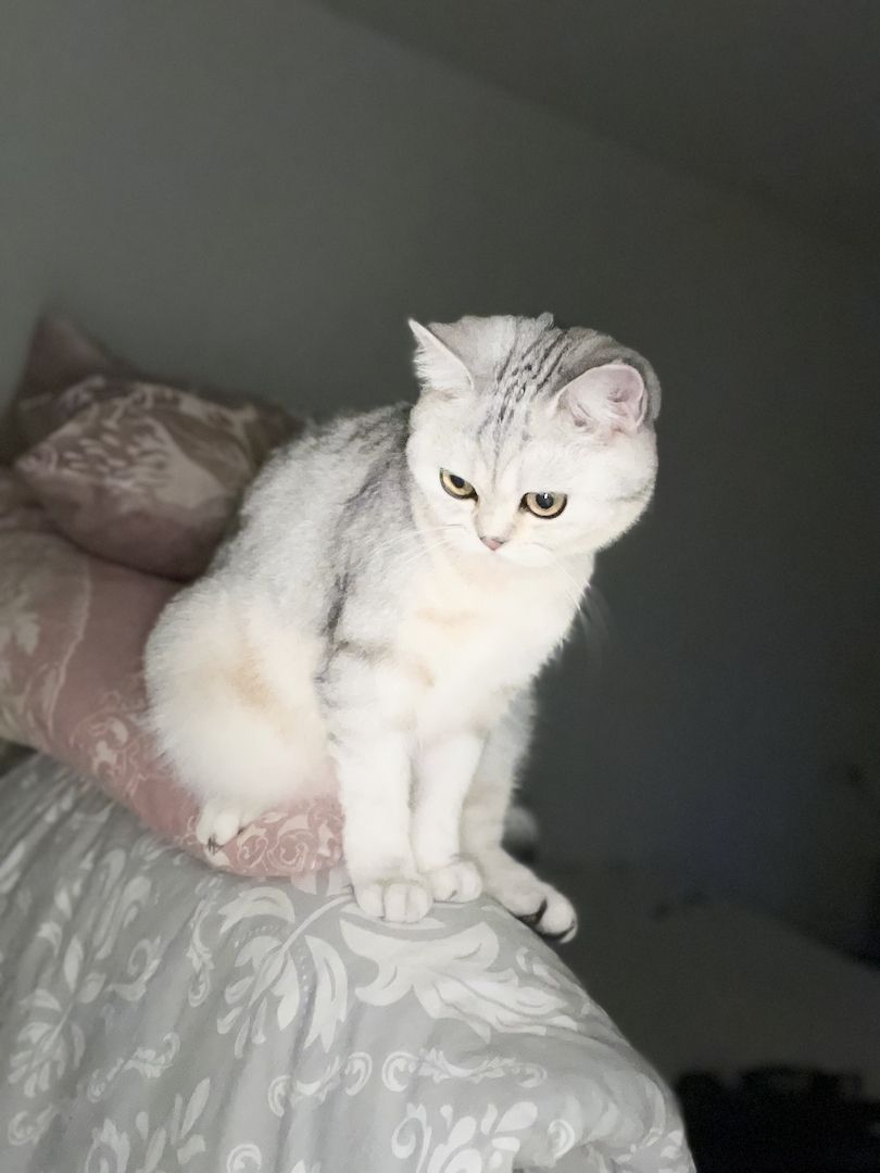 BKH Katze Luna ❤️ weiblich 2 Jahre 6 Monate