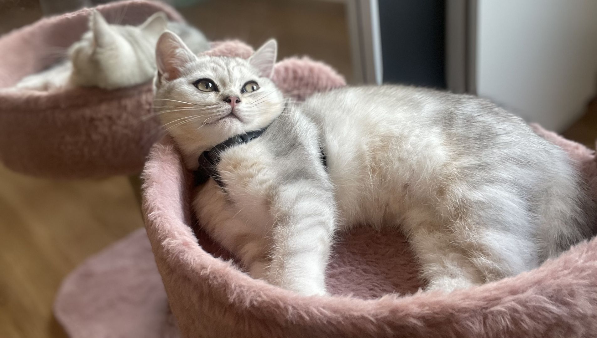 BKH Katze Luna ❤️ weiblich 2 Jahre 6 Monate