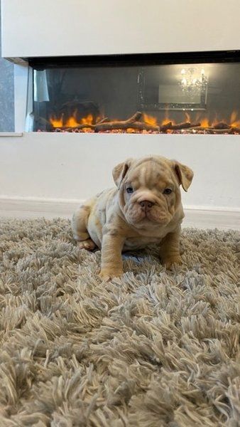 Englische Bulldogge zu verkaufen