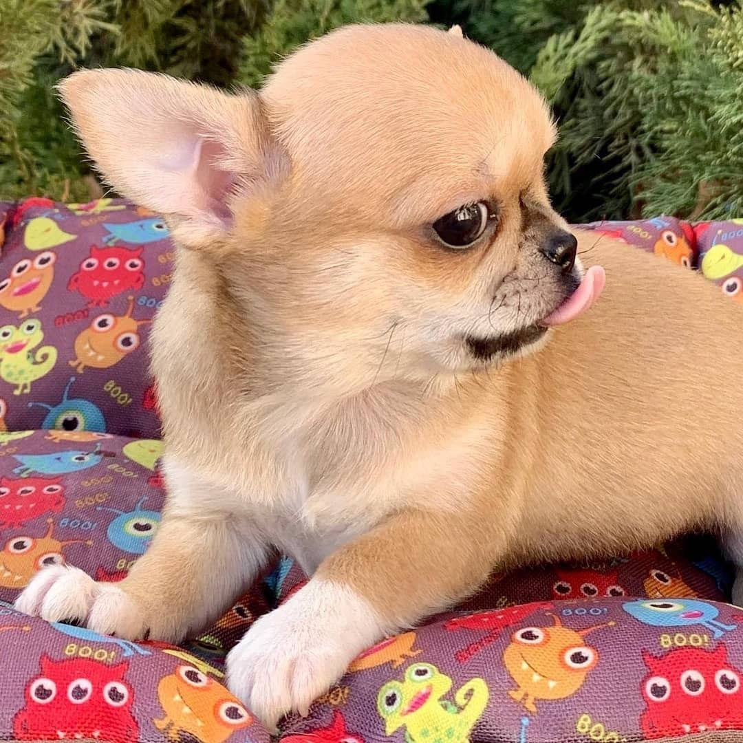 Chihuahua-Welpen