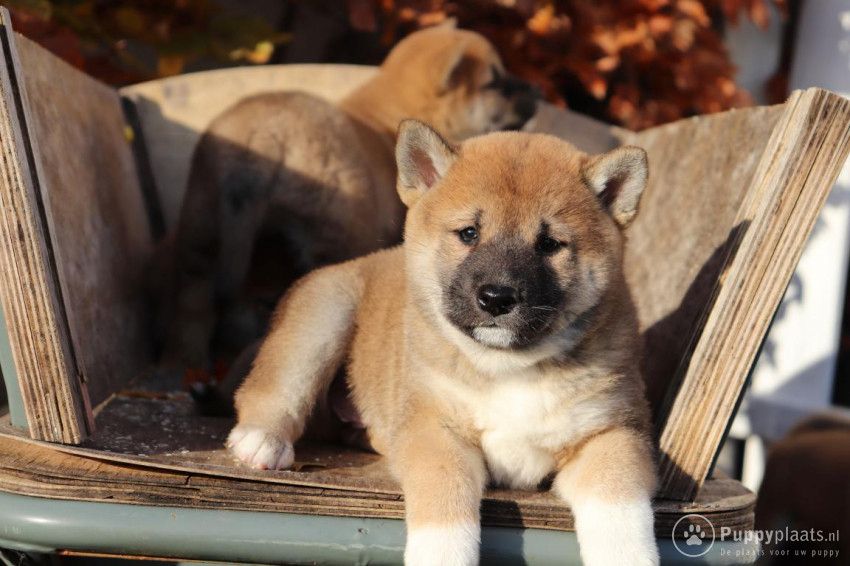 Shiba-Inu-Welpen
