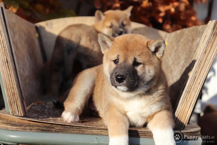 Shiba-Inu-Welpen