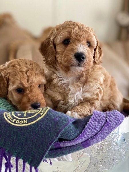 Maltipoo Welpen