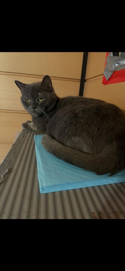 Deckkater.