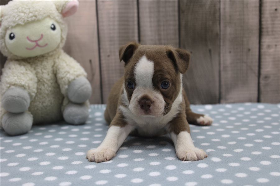 Reinrassige  Boston Terrier Welpen