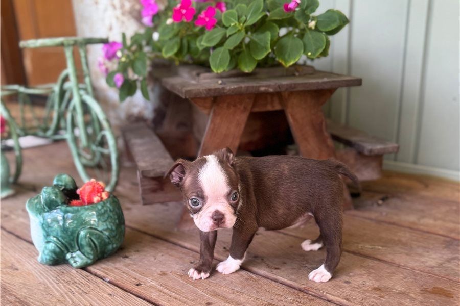 Reinrassige  Boston Terrier Welpen