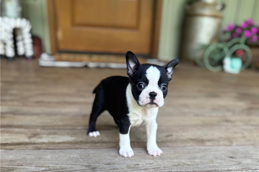 Reinrassige  Boston Terrier Welpen