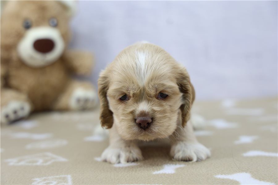 Reinrassige  cocker spaniel welpen