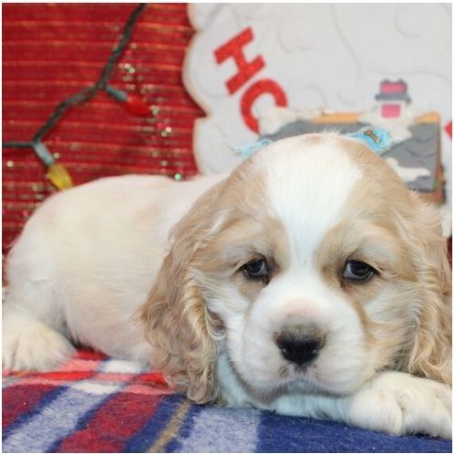 Reinrassige  cocker spaniel welpen