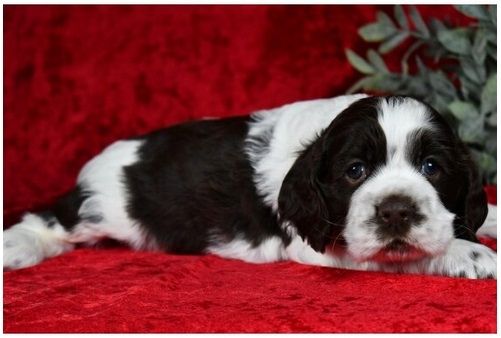 Reinrassige  cocker spaniel welpen