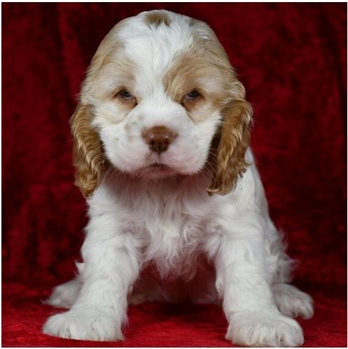 Reinrassige  cocker spaniel welpen