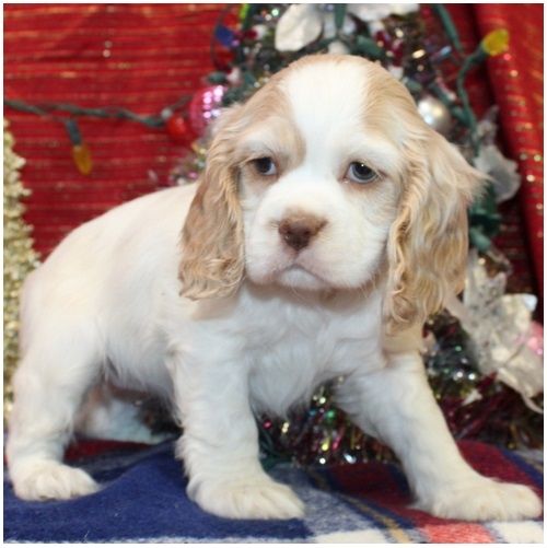 Reinrassige  cocker spaniel welpen