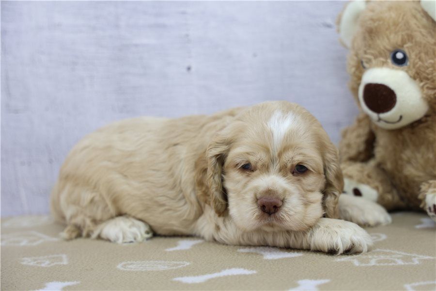 Reinrassige  cocker spaniel welpen