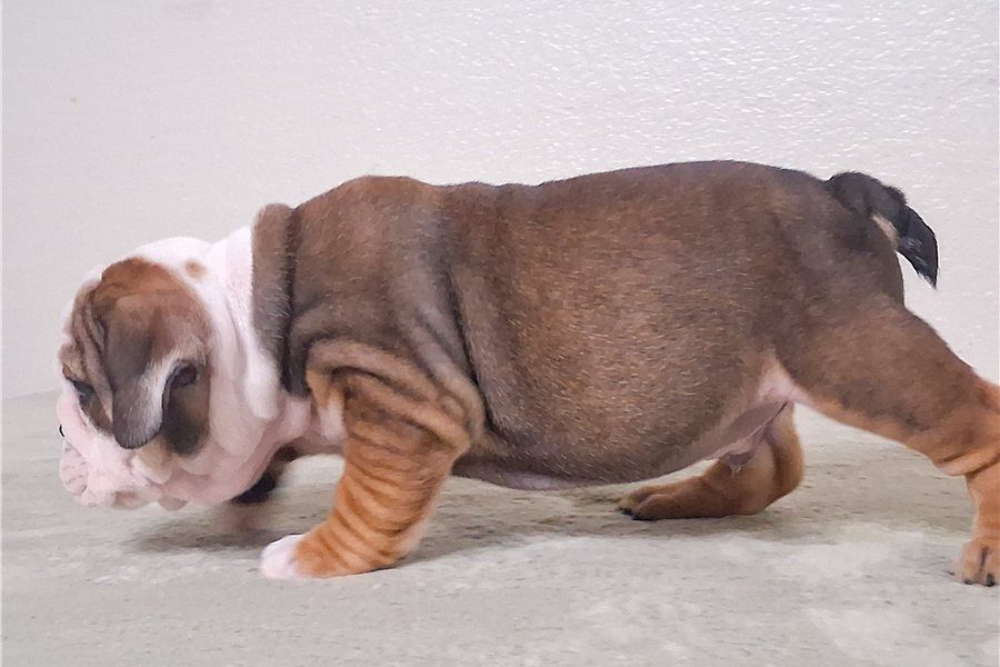 Reinrassige Englische Bulldoggen welpen