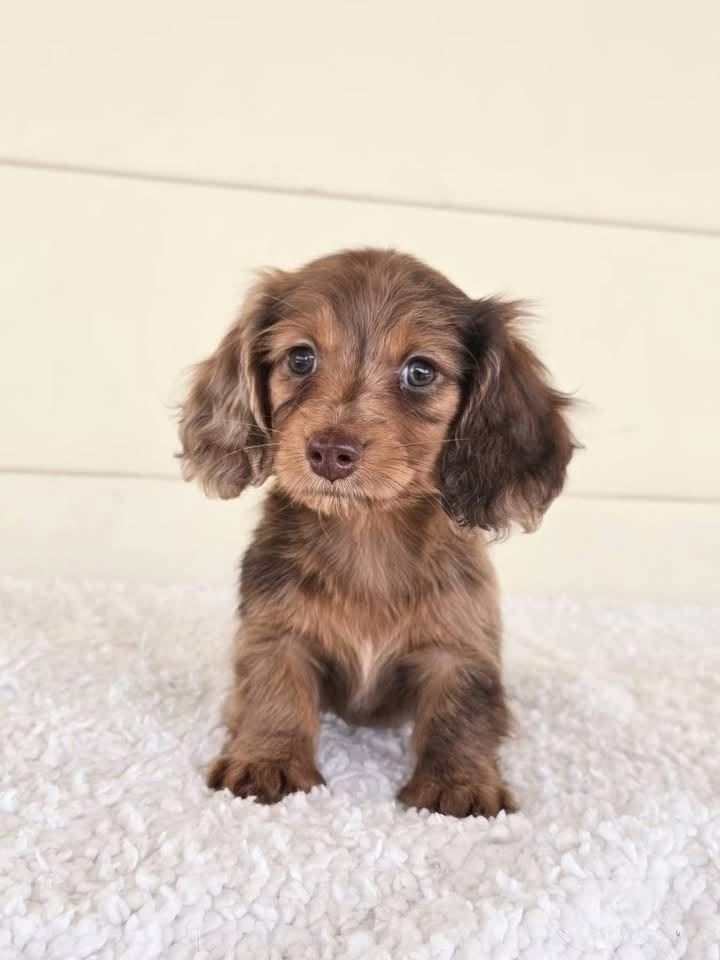 Zwergspitz-Welpen (Dachshund)