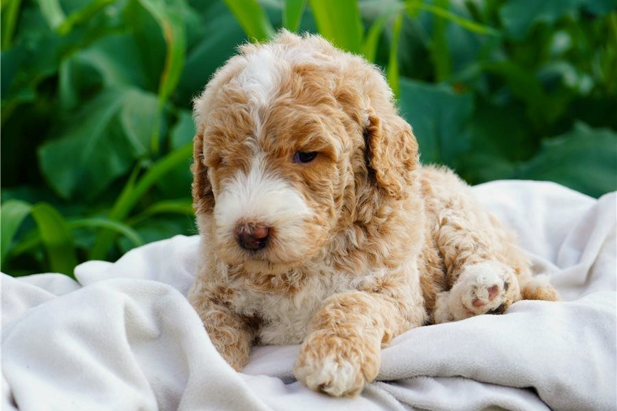 Reinrassige goldendoodle welpen