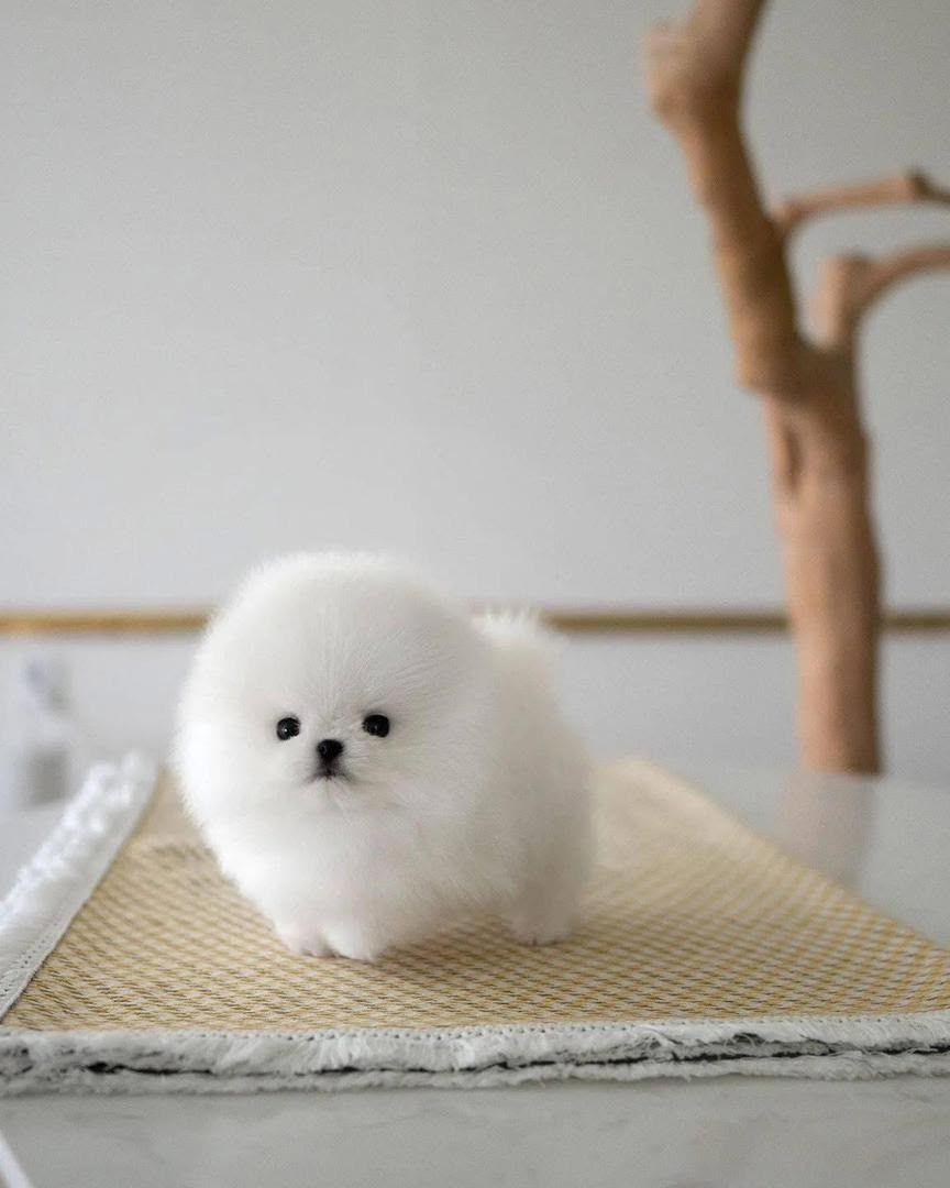 Zwergspitz-Welpen (Pomeranian)