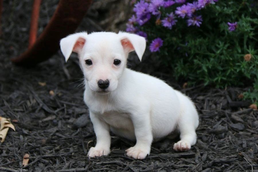 Reinrassige Jack Russell Terrier welpen