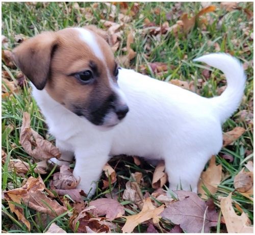 Reinrassige Jack Russell Terrier welpen