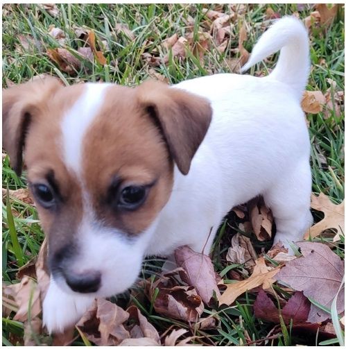 Reinrassige Jack Russell Terrier welpen