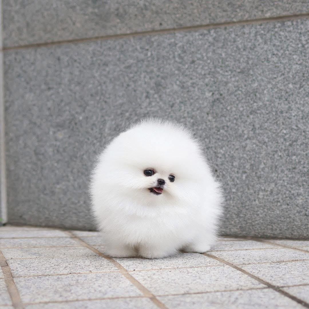 Zwergspitz-Welpen (Pomeranian)