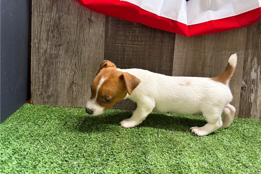 Reinrassige Jack Russell Terrier welpen