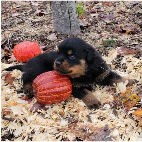 Reinrassige Rottweiler-welpen