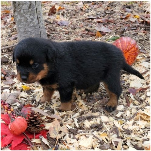 Reinrassige Rottweiler-welpen