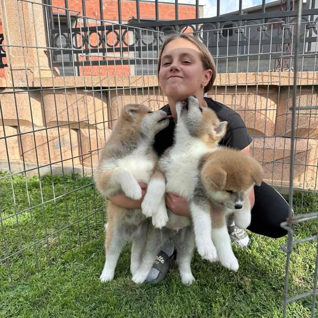 🐾 Akita-Welpen suchen ein Zuhause 🐾