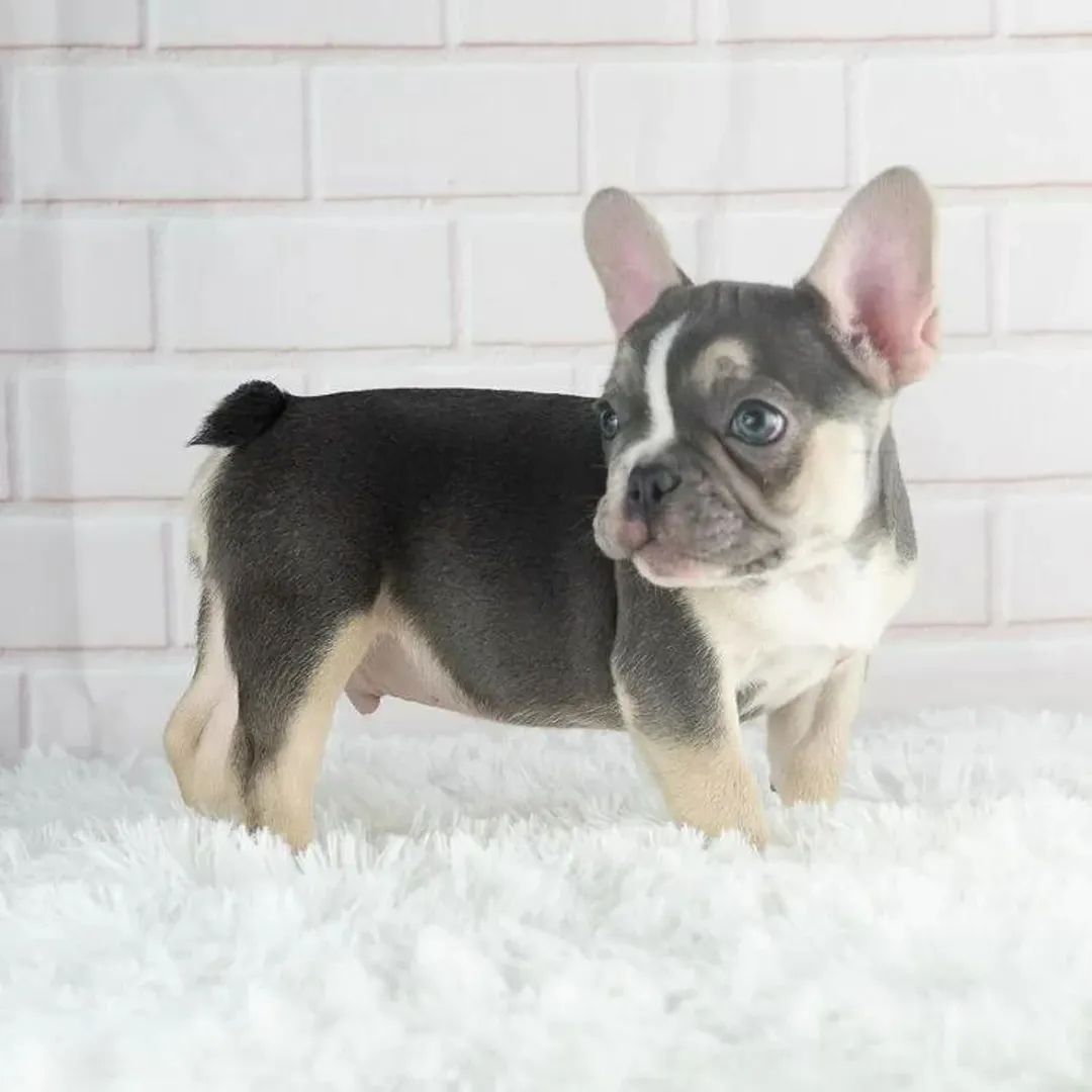 🐾 Französische Bulldoggen-Welpen