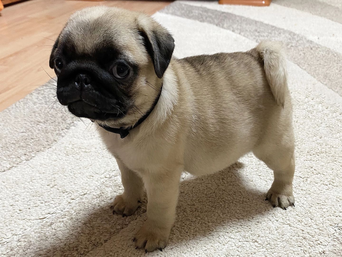 🐾 Bezaubernde Mops-Welpen